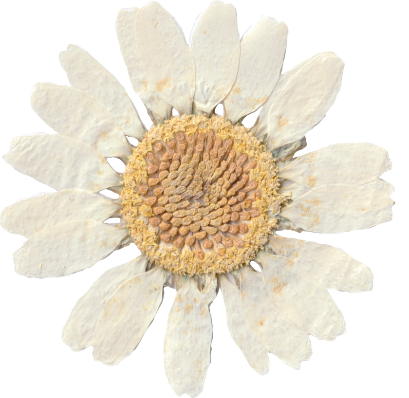 Dried White Flower